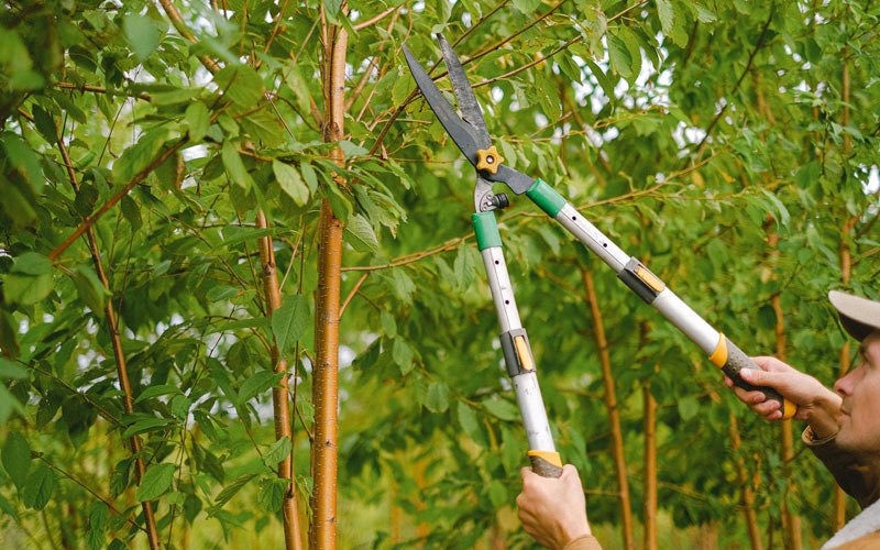 Tree trimming in Dana, IA